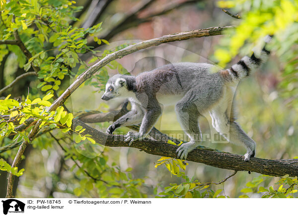 Katta / ring-tailed lemur / PW-18745