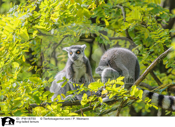 Kattas / ring-tailed lemurs / PW-18750