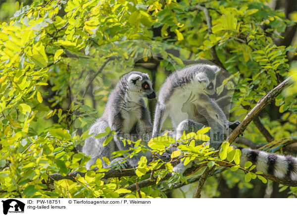 Kattas / ring-tailed lemurs / PW-18751