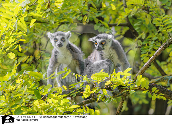 ring-tailed lemurs / PW-18761