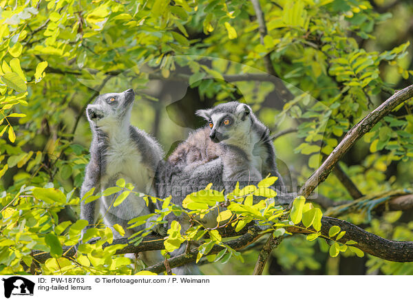 Kattas / ring-tailed lemurs / PW-18763