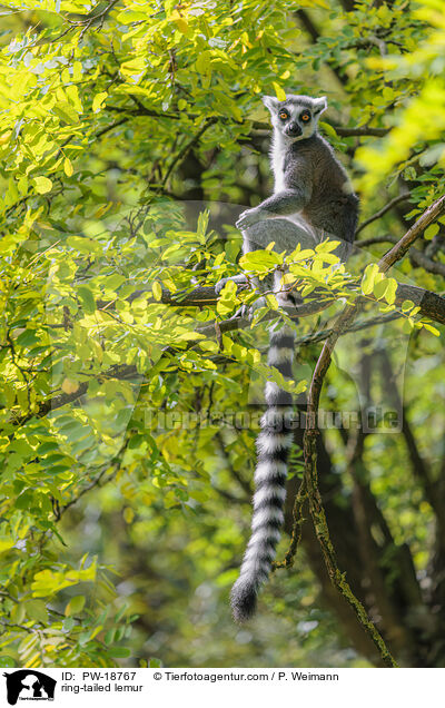 Katta / ring-tailed lemur / PW-18767