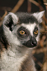 ring-tailed lemur