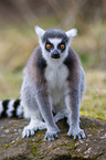 ring-tailed lemur