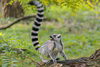 ring-tailed lemur