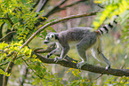 ring-tailed lemur