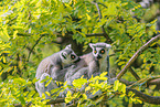 ring-tailed lemurs