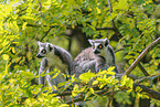 ring-tailed lemurs