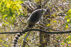 ring-tailed lemur