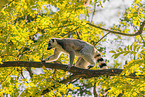 ring-tailed lemur