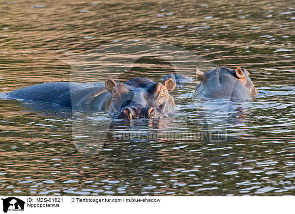Flusspferde / hippopotamus / MBS-01621