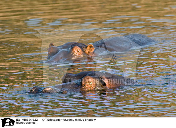 Flusspferde / hippopotamus / MBS-01622