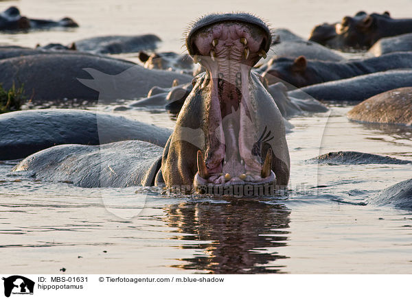 Flusspferde / hippopotamus / MBS-01631
