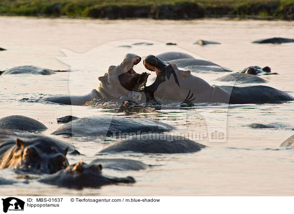 Flusspferde / hippopotamus / MBS-01637
