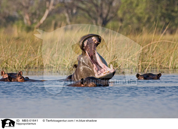 Flusspferde / hippopotamus / MBS-01641