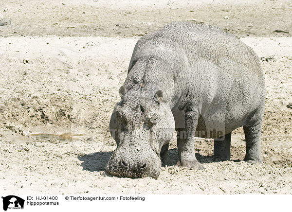Flusspferd / hippopotamus / HJ-01400
