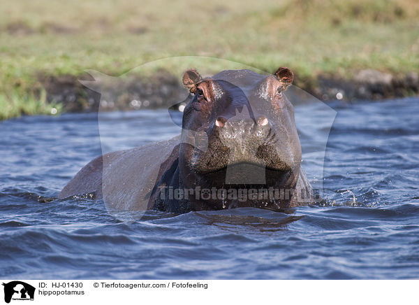 Flusspferd / hippopotamus / HJ-01430