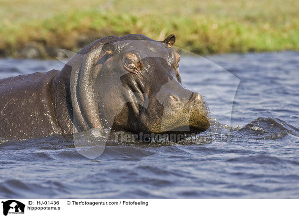 Flusspferd / hippopotamus / HJ-01436