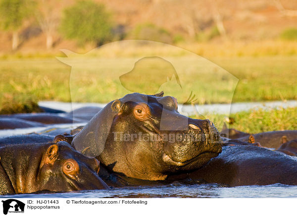 Flusspferd / hippopotamus / HJ-01443