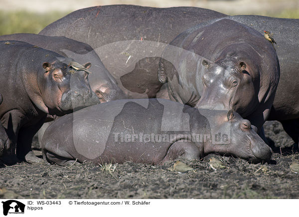 Flusspferde / hippos / WS-03443