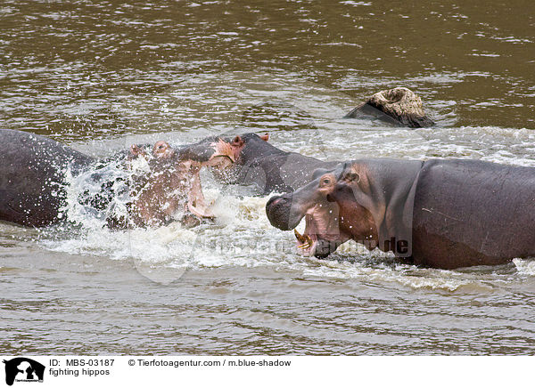 kmpfende Flusspferde / fighting hippos / MBS-03187