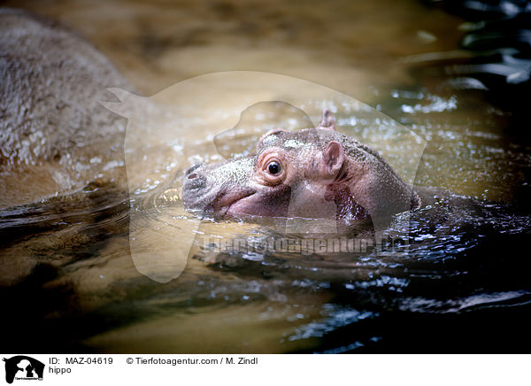 Flusspferd / hippo / MAZ-04619