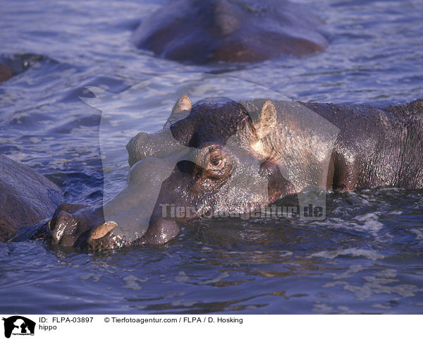 Flusspferd / hippo / FLPA-03897