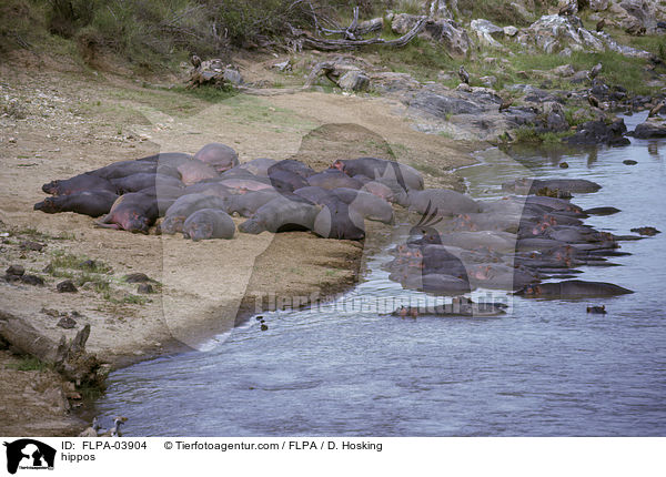 hippos / FLPA-03904