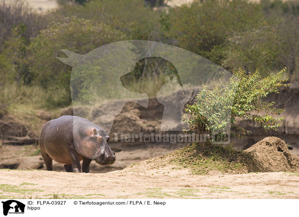 Flusspferd / hippo / FLPA-03927