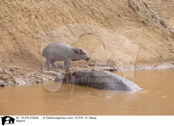Flusspferde / hippos / FLPA-03928