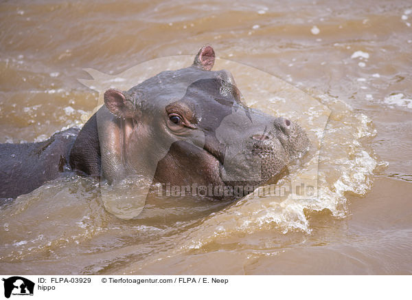 Flusspferd / hippo / FLPA-03929