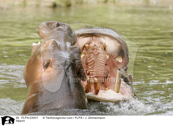 Flusspferde / hippos / FLPA-03931