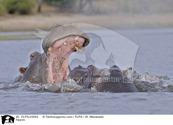 hippos / FLPA-03942