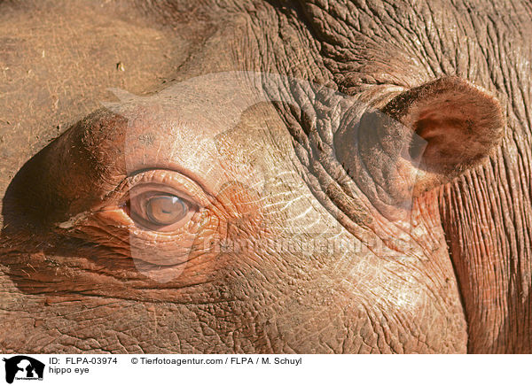 Flusspferd Auge / hippo eye / FLPA-03974