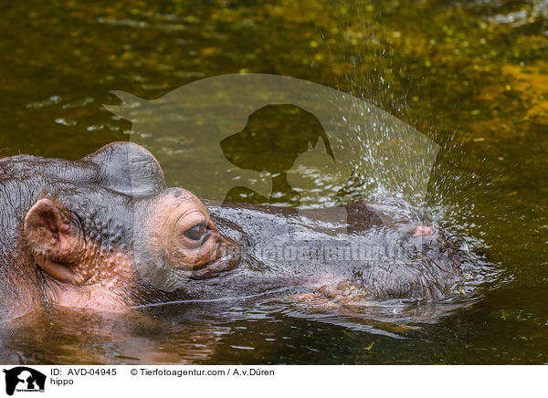 hippo / AVD-04945