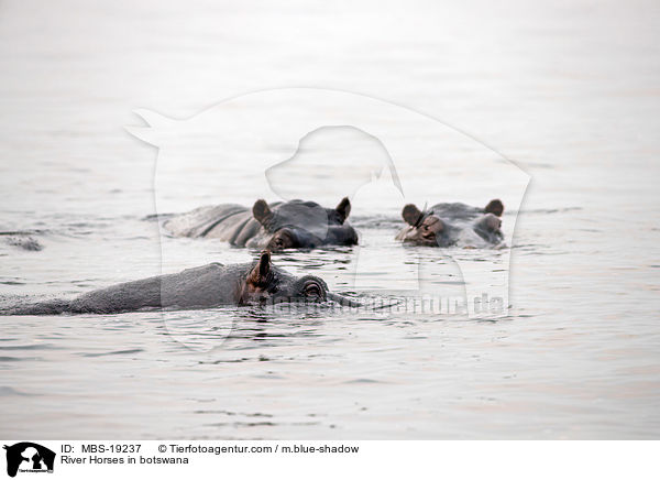 River Horses in botswana / MBS-19237