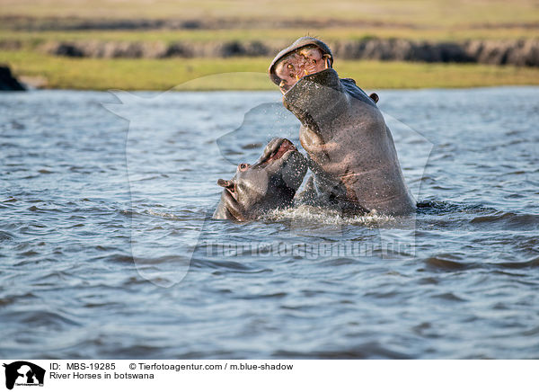 River Horses in botswana / MBS-19285