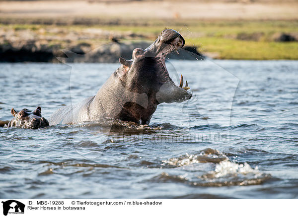 River Horses in botswana / MBS-19288