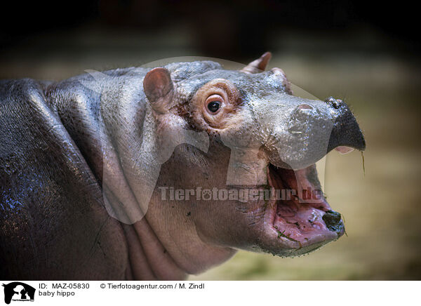 junges Flusspferd / baby hippo / MAZ-05830