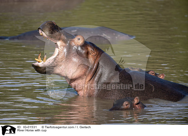 Flusspferd mit Jungtier / River Horse with cup / IG-01531