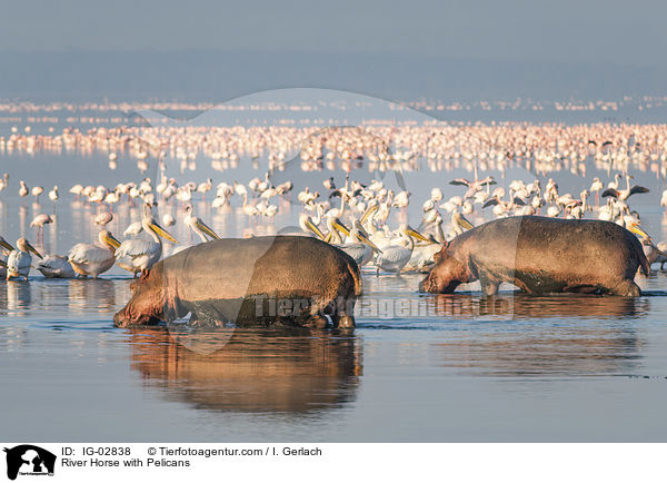 Flusspferd mit Pelikane / River Horse with Pelicans / IG-02838
