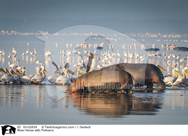 Flusspferd mit Pelikane / River Horse with Pelicans / IG-02839