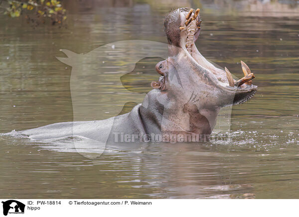 Flusspferd / hippo / PW-18814