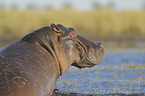 hippo