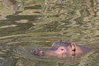 hippo