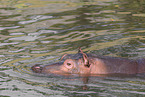 hippo