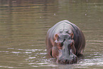 hippo