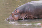 hippo