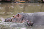 hippos