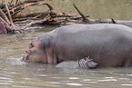 hippos